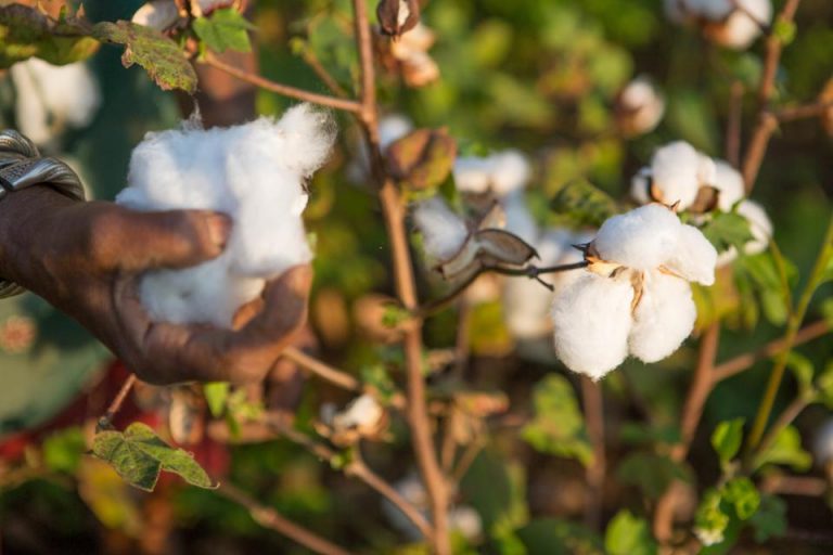 This Blockchain Startup Is Partnering With Fashion Giants To Make Organic Cotton Traceable